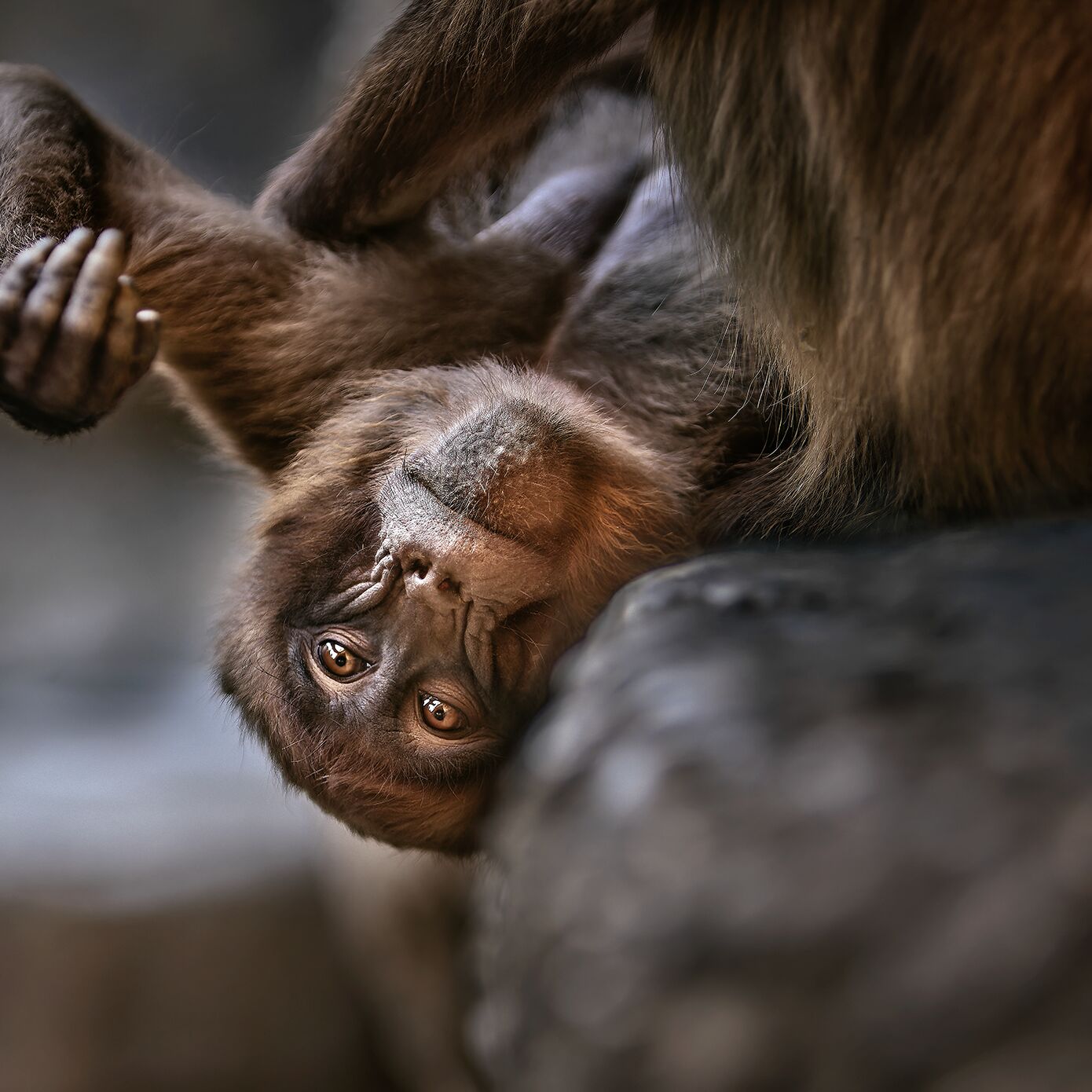 KIBAG Affen Dschellada