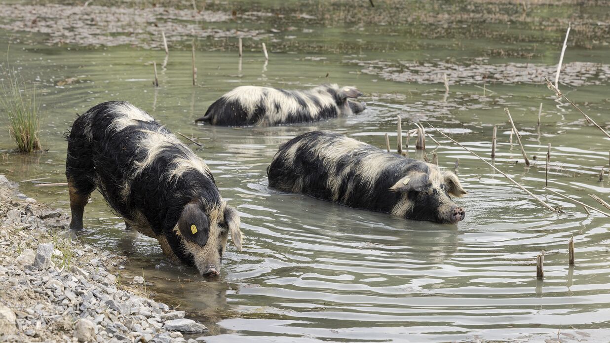 KIBAG Renaturierung schweine