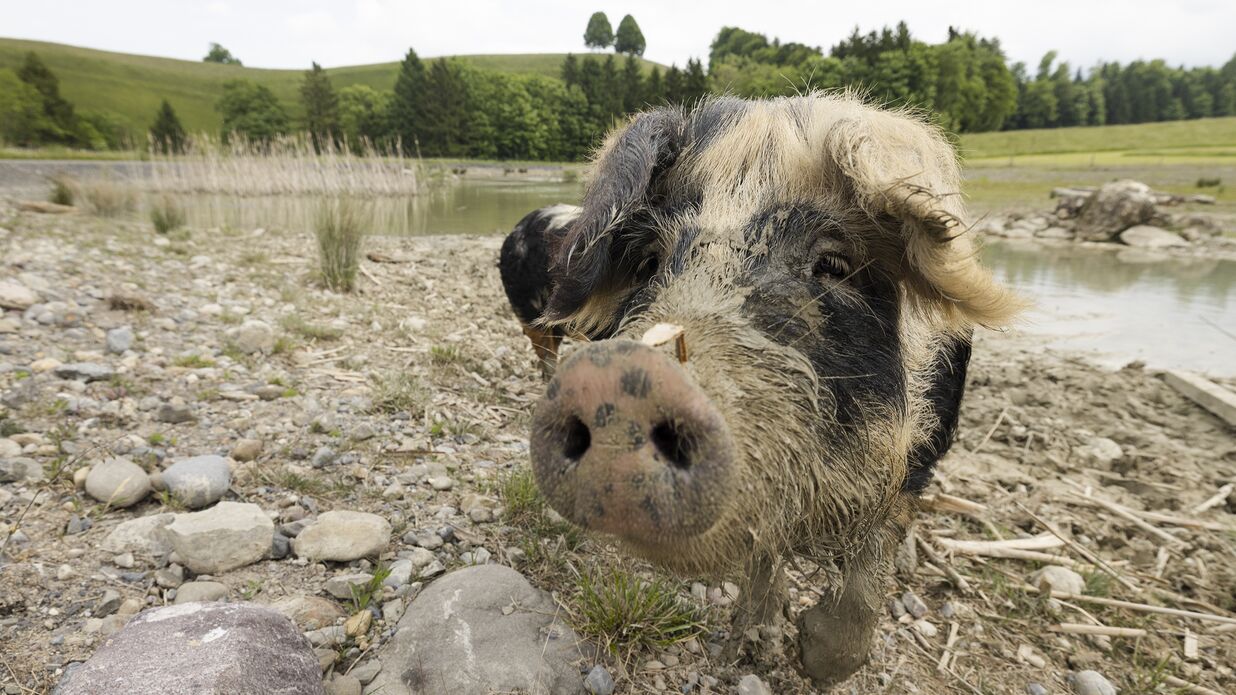 KIBAG Renaturierung schwein