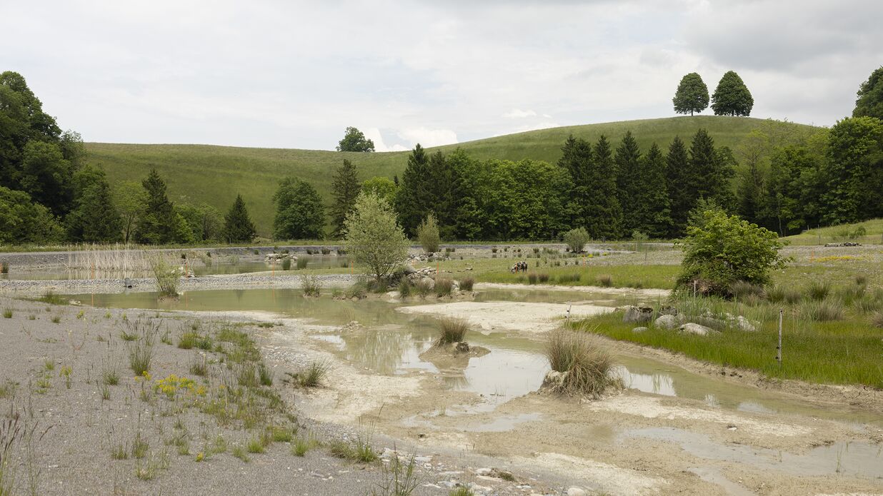 KIBAG Renaturierung schwein edlibach 3