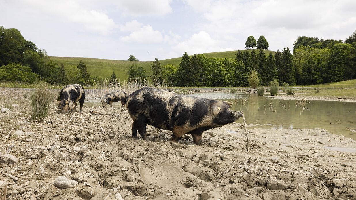 KIBAG Renaturierung schwein edlibach 2