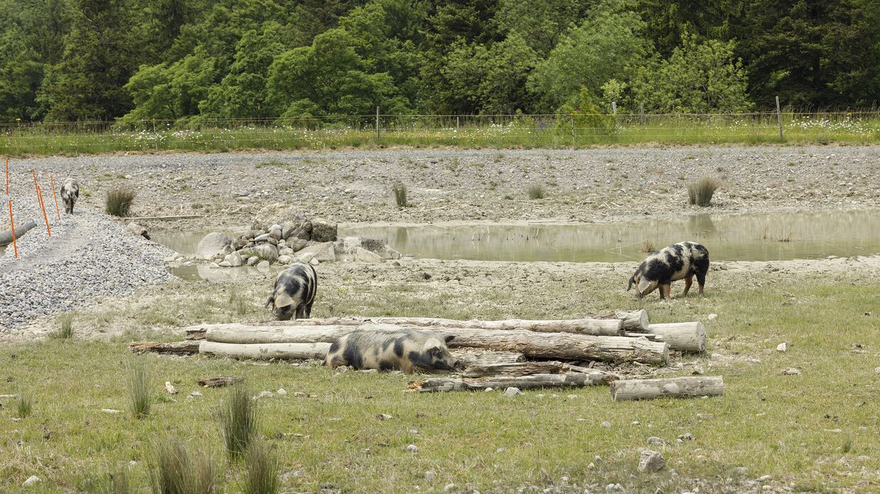 KIBAG Renaturierung schwein edlibach